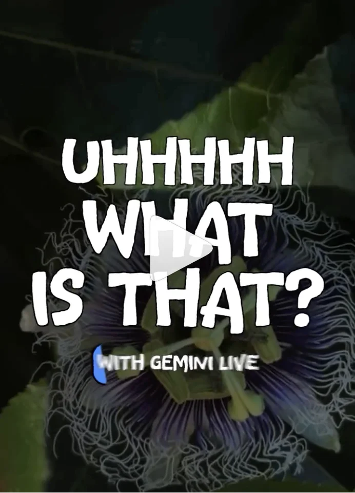 A flower with the title Uhhhhh What Is That? with Gemini Live.